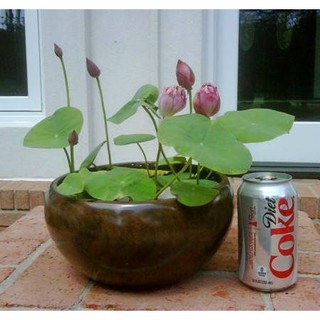 5 Hạt giống hoa Sen nhật mini (kèm hướng dẫn ươm)