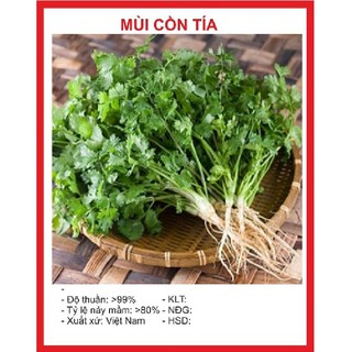 20Gr Hạt giống rau thơm ( cồn tía - rau ngò )