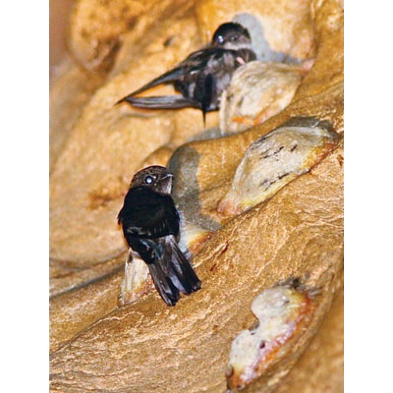 Nước Yến Sào Khánh hoà Người Cao Tuổi ( Có đường/ Không đường ) | BigBuy360 - bigbuy360.vn