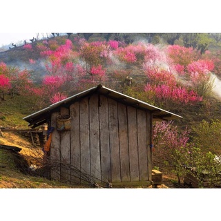 com bo 5 cây giống hoa anh đào