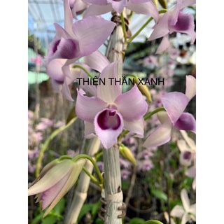 hoa lan giả hạc thiên thần xanh