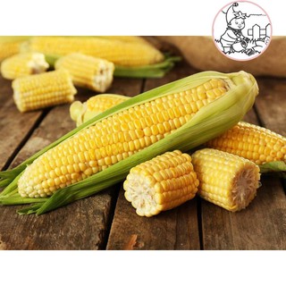 Giống bắp mỹ f1 vàng - gói 20 gram