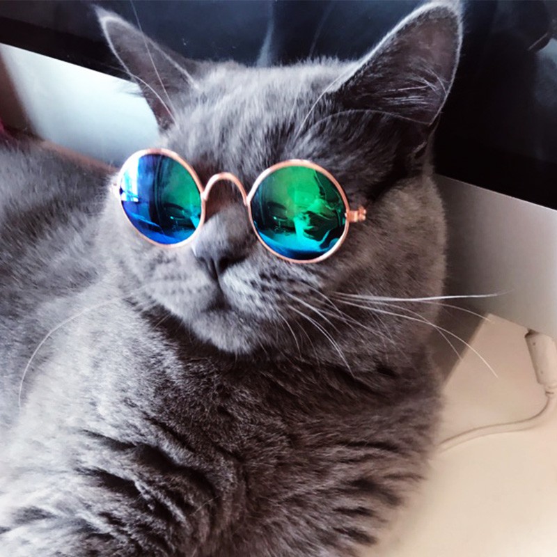 Bạn đã từng thử đeo kính cho thú cưng của mình chưa? Hãy xem hình ảnh những chú mèo đáng yêu đeo kính và tạo niềm vui mới cho người bạn bốn chân của mình.