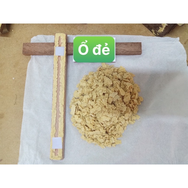 Thanh Ổ Đẻ Ruồi lính đen