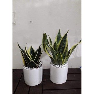 Combo hai cây lưỡi hổ viền vàng dễ chăm sóc