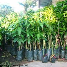 Giống cây xoài cát chu chất lượng cao