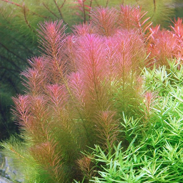 Cây Thủy Sinh Rotala Wallichii - 40k/20ngọn