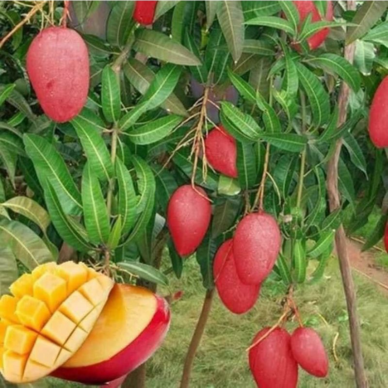 Cây giống Xoài Úc