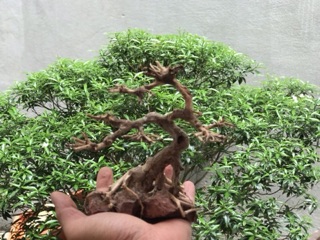 Cây bonsai D20xc20 cho bể cá thuỷ sinh