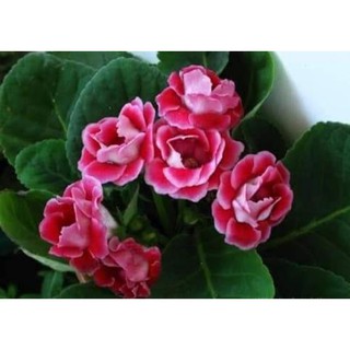 cây giống hoa tử la lan (cây đẹp như hình cuối)