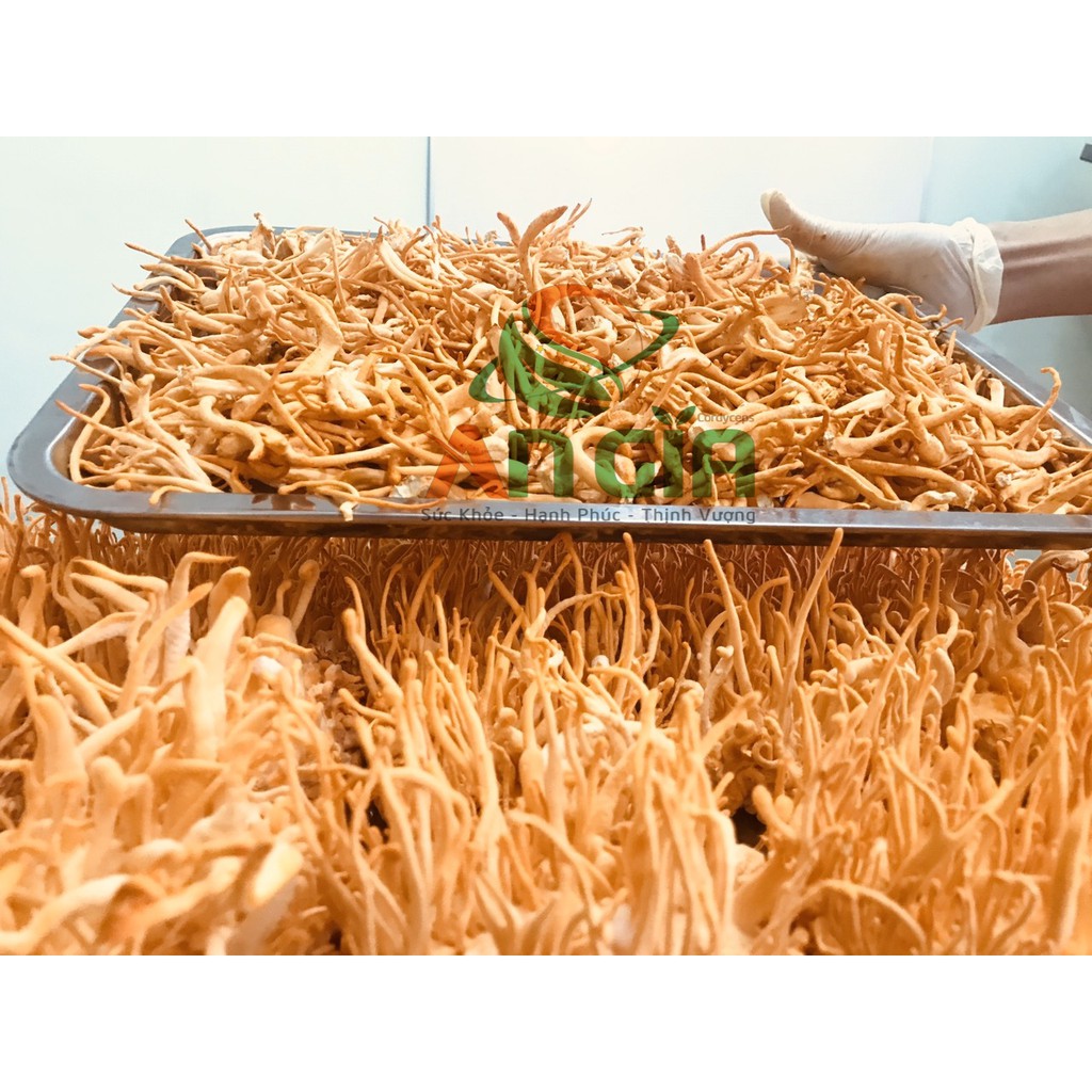 [NÓI KHÔNG VỚI HÀNG NHÁI TỪ TQ] Đông Trùng Hạ Thảo BDAGRI SẤY KHÔ THĂNG HOA LOẠI II (LỌ 20G) - Nuôi trồng tại Việt Nam | BigBuy360 - bigbuy360.vn