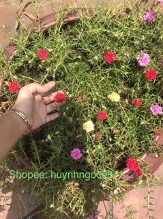 Hoa mười giờ ngũ săc mix Thái
