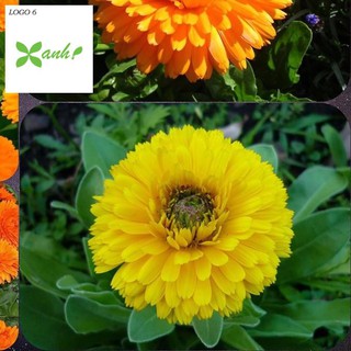 🌟gói 100 hạt giống hoa cúc susi nảy mầm 90%🌟 cúc vô ưu