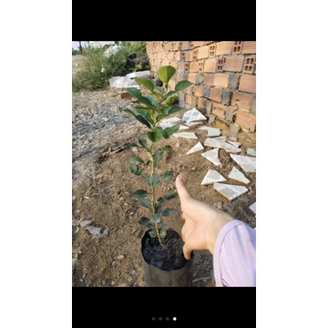 Cây chúc  tặng phân bón