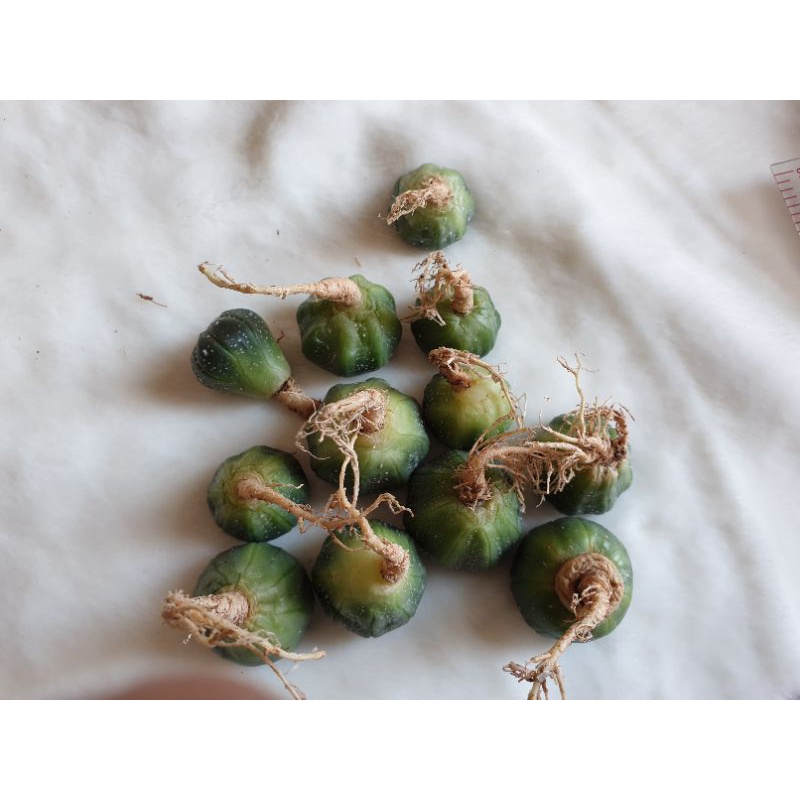 Xương rồng Aster nhiều chấm