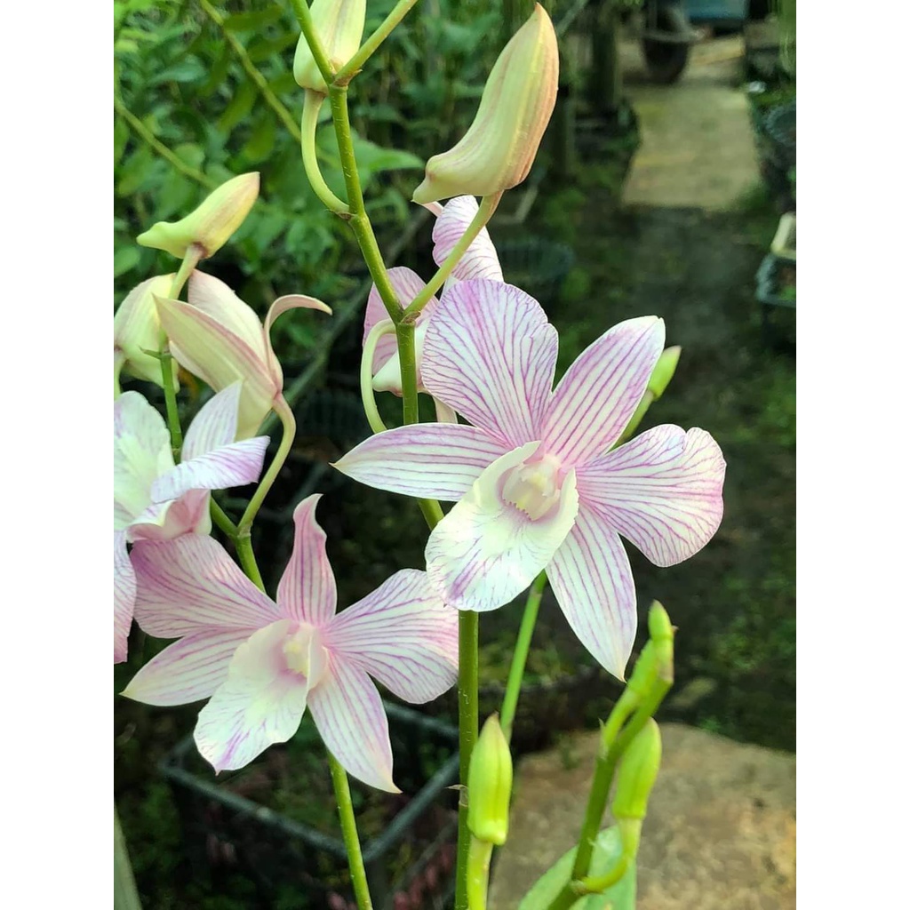 HOA LAN DAZANG SỌC HỒNG