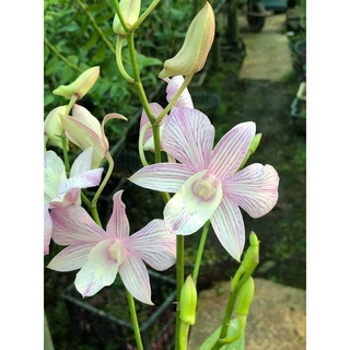 HOA LAN DAZANG SỌC HỒNG