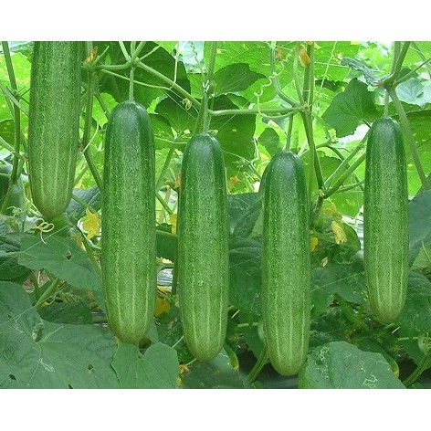 Hạt Giống Dưa Chuột Nếp Ta  -  - Dễ Trồng, Giòn Ngọt , Giàu Dưỡng Chất