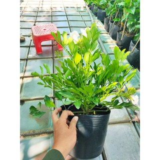 CÂY NGUYỆT QUẾ THÁI