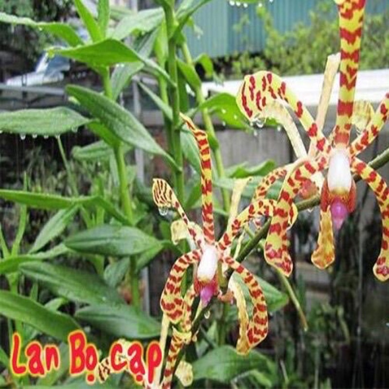 Hoa lan đột biến bò cạp sỉ 2k( bó 10 thân)