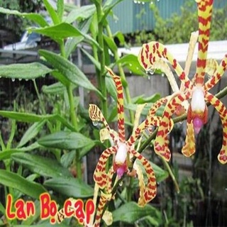 Hoa lan đột biến bò cạp sỉ 2k