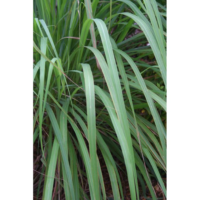 Tinh dầu SẢ CHANH- Lemongrass essential oil