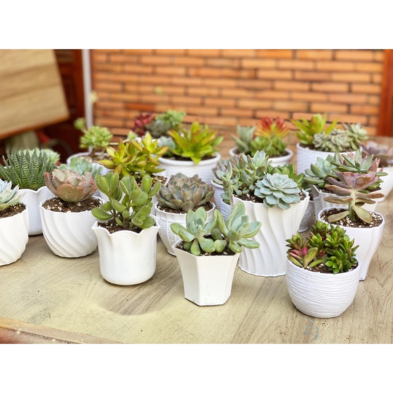 Chậu trồng sen đá, xương rồng Vuông tre nhỏ