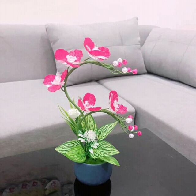 Lan mini.hồng phượng