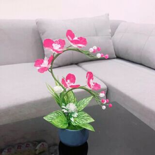 Lan mini.hồng phượng