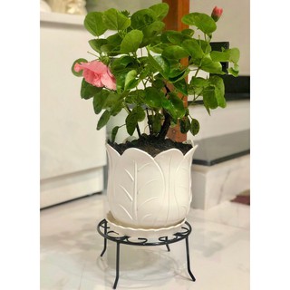 [GREEN HOUSE] Combo 5 chậu cây cảnh bắp cải nhựa trắng 2 tấc 1