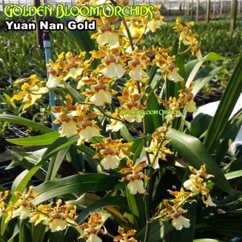 Vũ nữ mật ngọt vàng Yanan Gold cây đang nụ