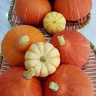 Hạt Giống Bí Mặt Trời