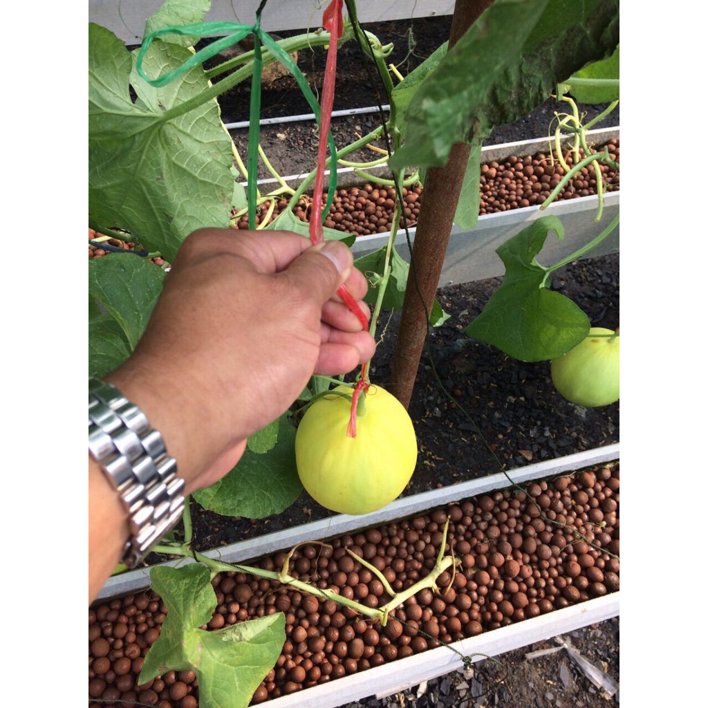 Sỏi đất nung popper Thái Lan- trồng xương rồng, trồng lan, trồng cây sứ gói 1 lít - đủ size