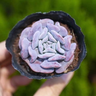 Sen đá cúc tím 5-7cm - Vườn sen đá