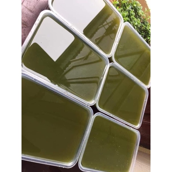 500gr Bột thạch lá găng rừng