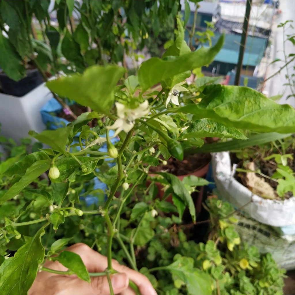 HẠT GIỐNG ỚT SIÊU CAY HABANERO