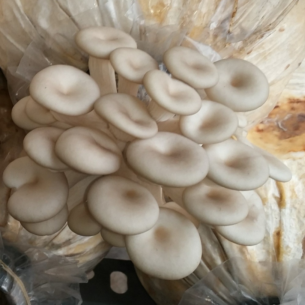 [sỉ nấm] Phôi nấm sò trắng trồng tại nhà - tỉ lệ ra nấm trên 90% (phôi 1.1-1.2 kg)