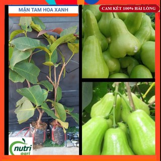 Cây giống - cây mận tam hoa xanh trái to, siêu dễ trồng