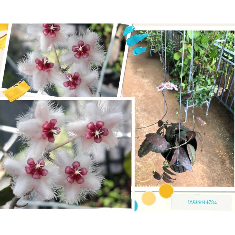 Chậu cẩm cù sumatra đang hoa hoặc nụ siêu đẹp