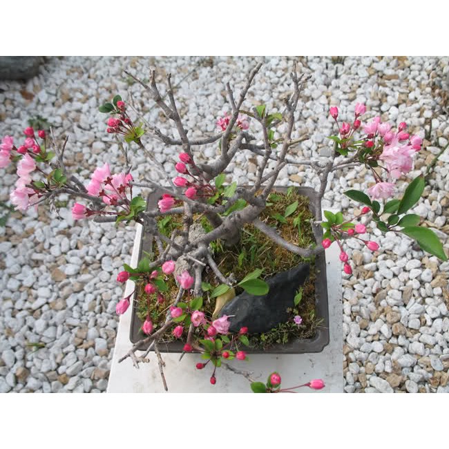 Hạt Giống Hoa Anh Đào BonSai Nhật Bản (1 hạt)