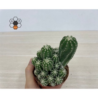 CÂY XƯƠNG RỒNG ECHINO