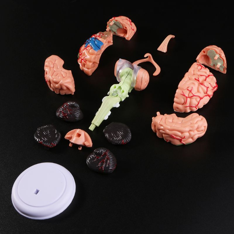 Mô Hình Bộ Não Người 4D Tháo Rời Được Dùng Giảng Dạy Y Tế
