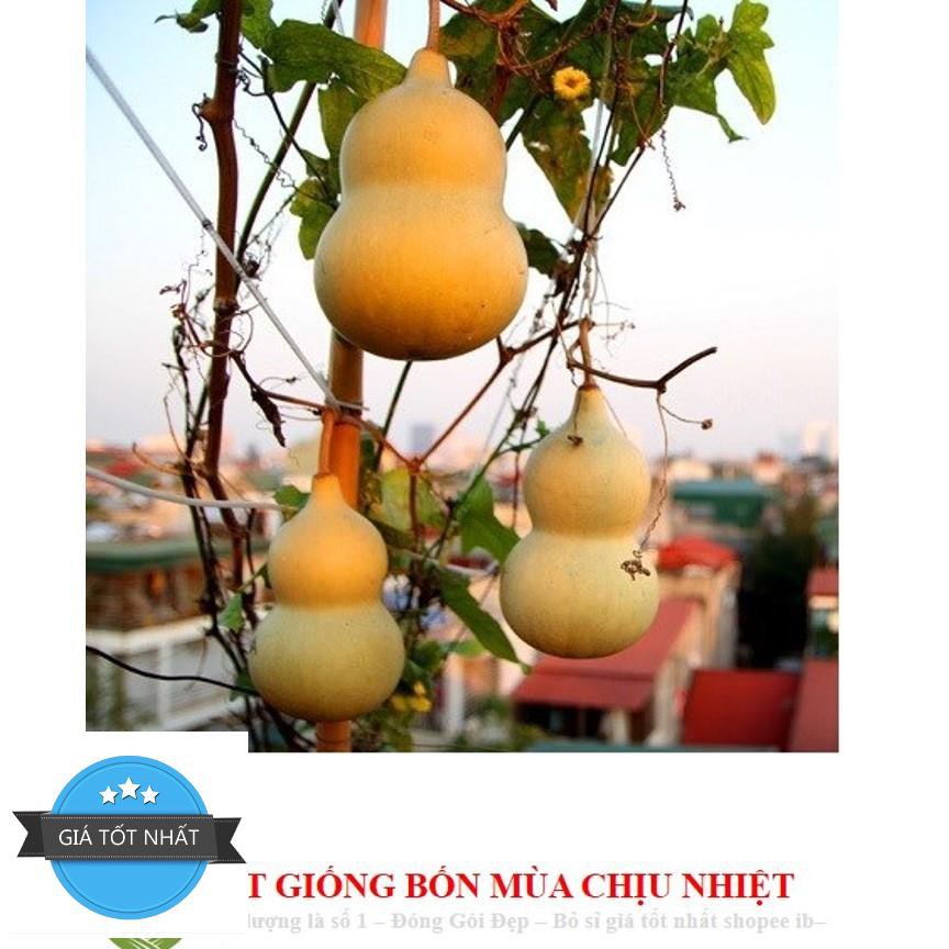 Hạt Giống Bầu Hồ Lô - Mini Siêu Kute (Lagenaria siceraria) 5 hạt ĐẾN MÙA TRỒNG TẾT