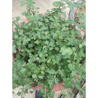 [500GRAM] CÂY CÀ GAI LEO KHÔ CHẤT LƯỢNG