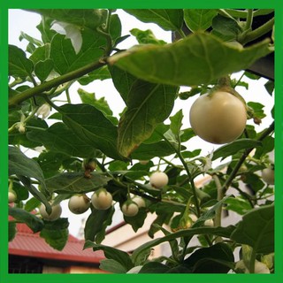 Hạt giống Cà Pháo