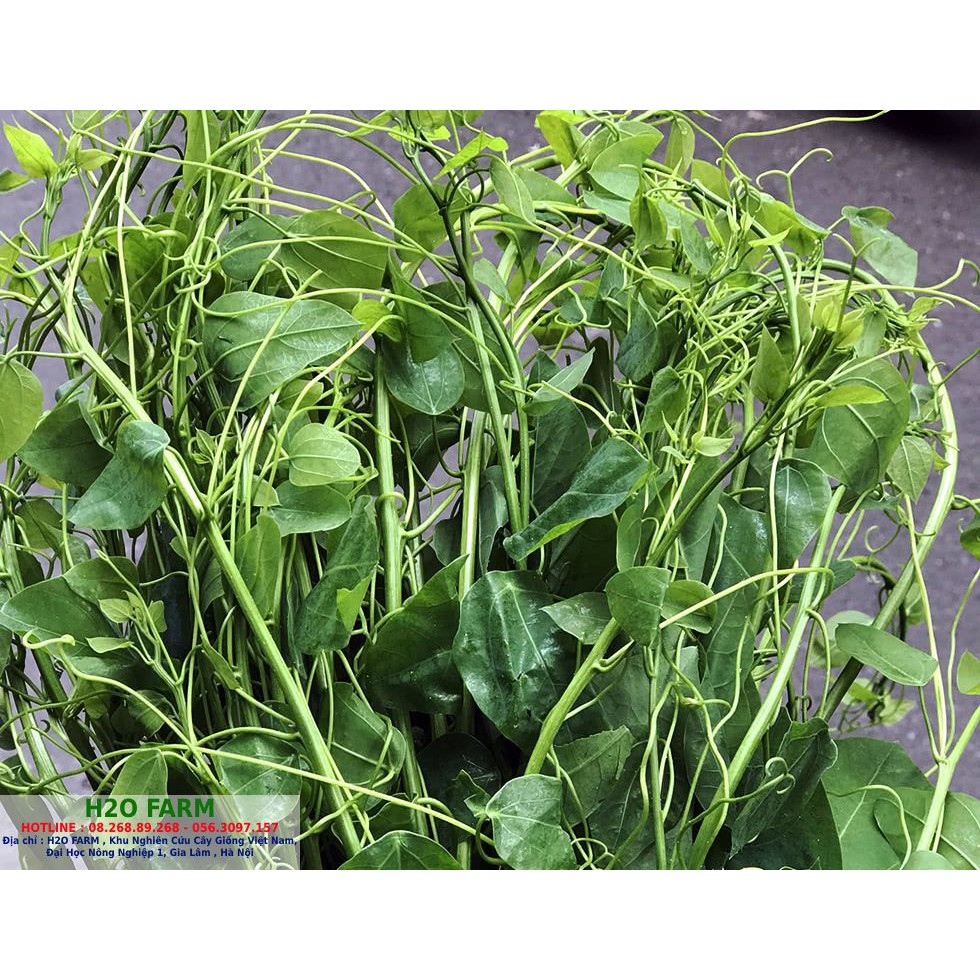 Cây rau bò khai, cây rau bò khai giống, rau bò khai - tốt cho sức khỏe