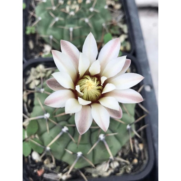 Xương rồng Gym EU - Size cây >=4cm