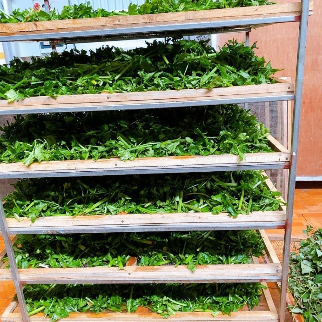 Bột Cần Tây Sấy Lạnh Handmade  Hộp 500gr | BigBuy360 - bigbuy360.vn