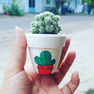 Xương rồng tặng chậu