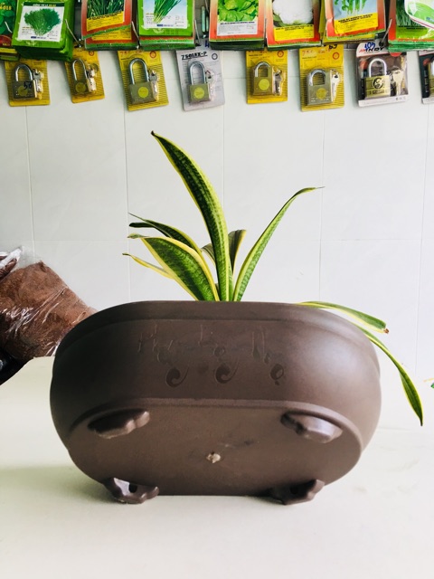 Chậu nhựa Hình Oval, chậu trồng cây, Chậu Tạo Dáng cây Bonsai, Chậu Tiểu Cảnh
